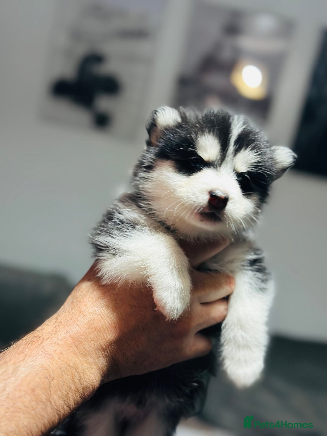 Pomsky dogs for sale: Pomsky Puppy - Image 11