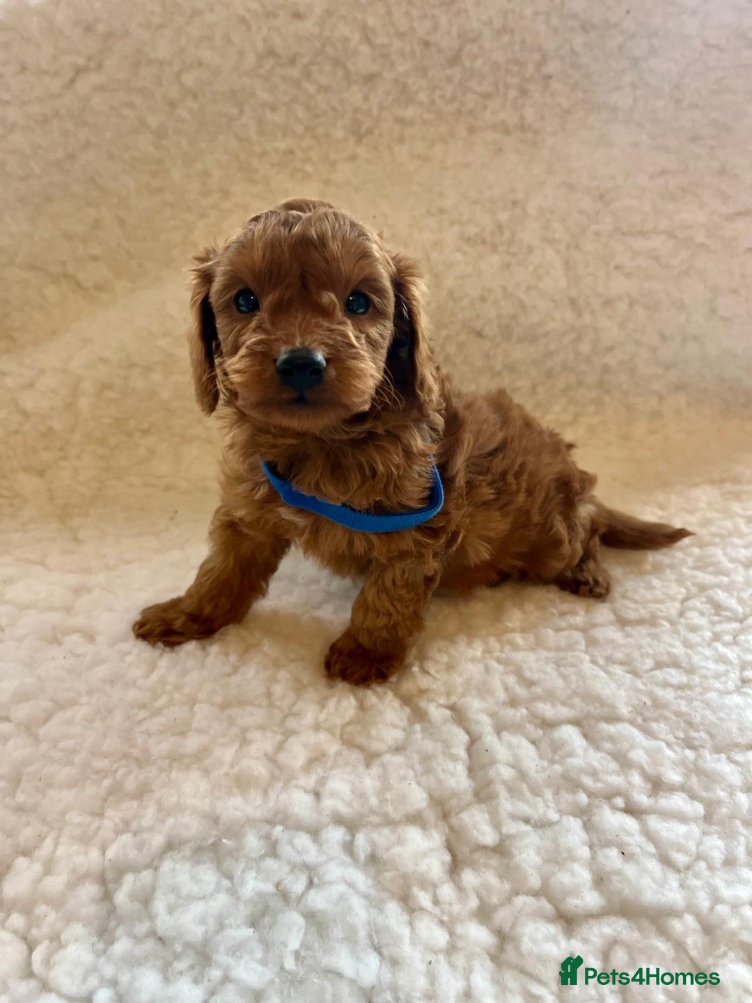 Cavapoo dogs for sale: Top quality F1b red toy Cavapoo  - Advert 4