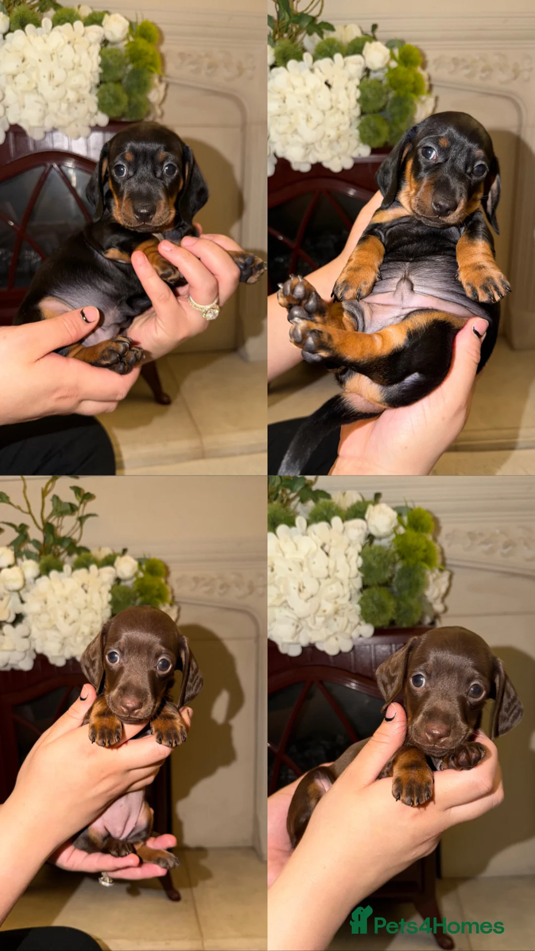 Miniature Dachshund dogs for sale: LAST 2 ON OFFER💕 KC REGISTERED/PRA CLEAR  - Advert 1