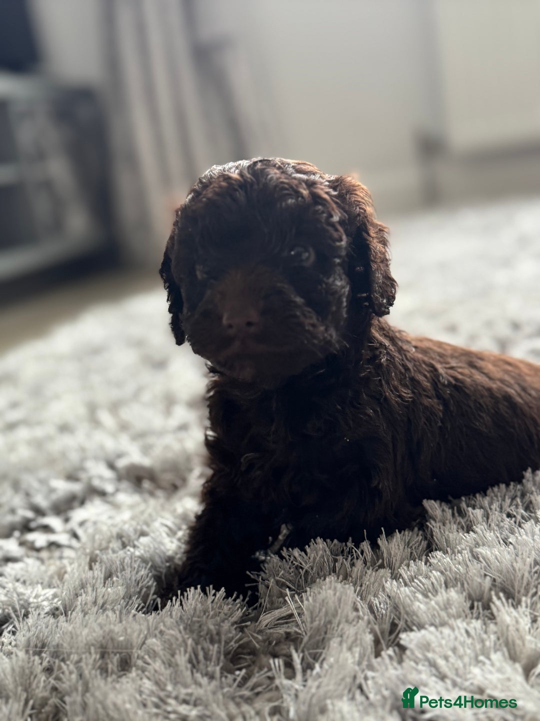 Cockapoo dogs for sale: Cockerpoos  - Image 13