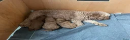 Cavapoo dogs for sale: Cavapoo puppies 🥰 - Advert 5