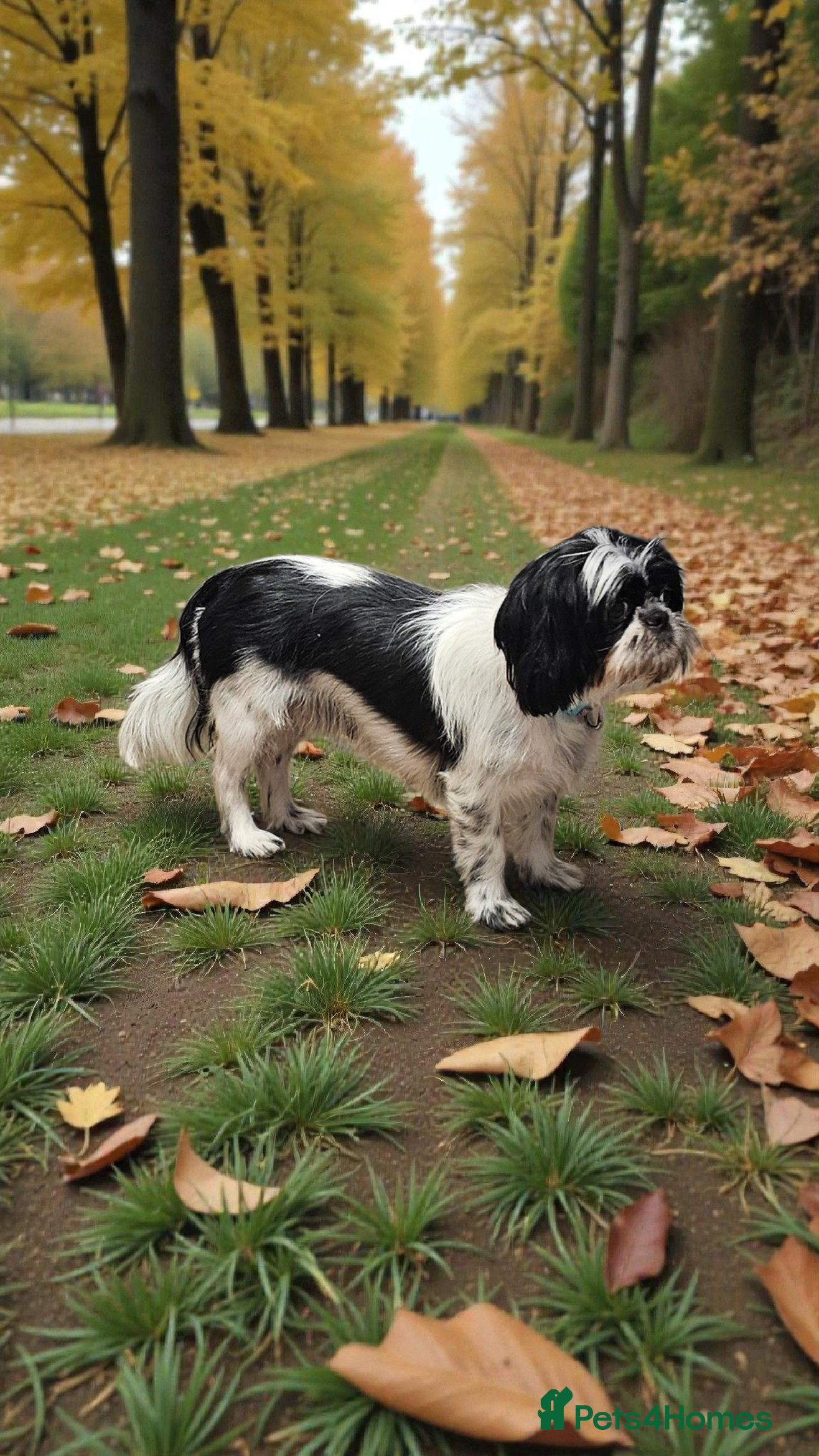 Shih Tzu dogs 💞ADULT SHIH TZU 💞 - Advert 4