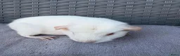 Guinea Pig rodents for sale: Sows mixed ages & breeds - Advert 4