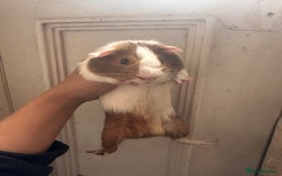 Guinea Pig rodents for sale: Piggys  - Image 5