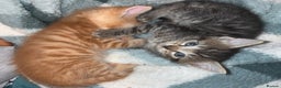 Domestic Shorthair cats for sale: Beautiful ginger & tabby kittens available 20 Dec - Advert 3