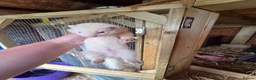 Ferret rodents for sale: 2 albino hob kits for sale - Advert 5