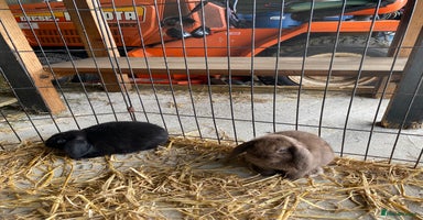 English Lop rabbits - Advert 12