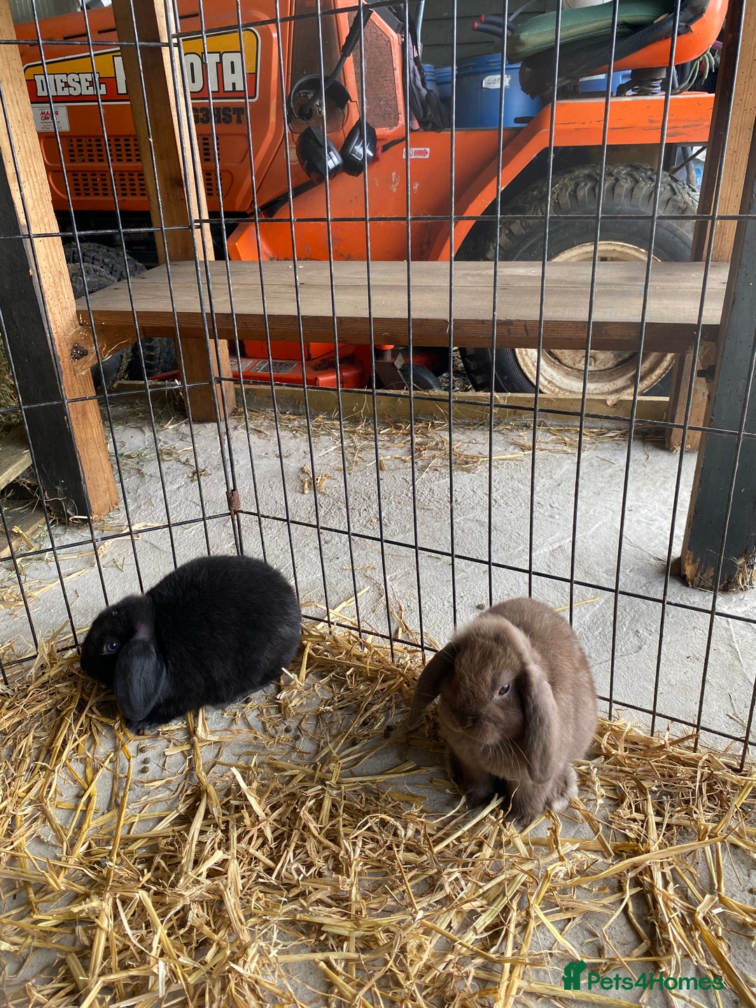 English Lop rabbits for sale: Beautiful English lop boys for sale - Image 2