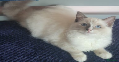 Ragdoll cats - Advert 2
