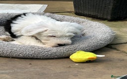 Old English Sheepdog dogs for sale: Kennel Club Reg Old English Sheepdog Puppies - Image 21