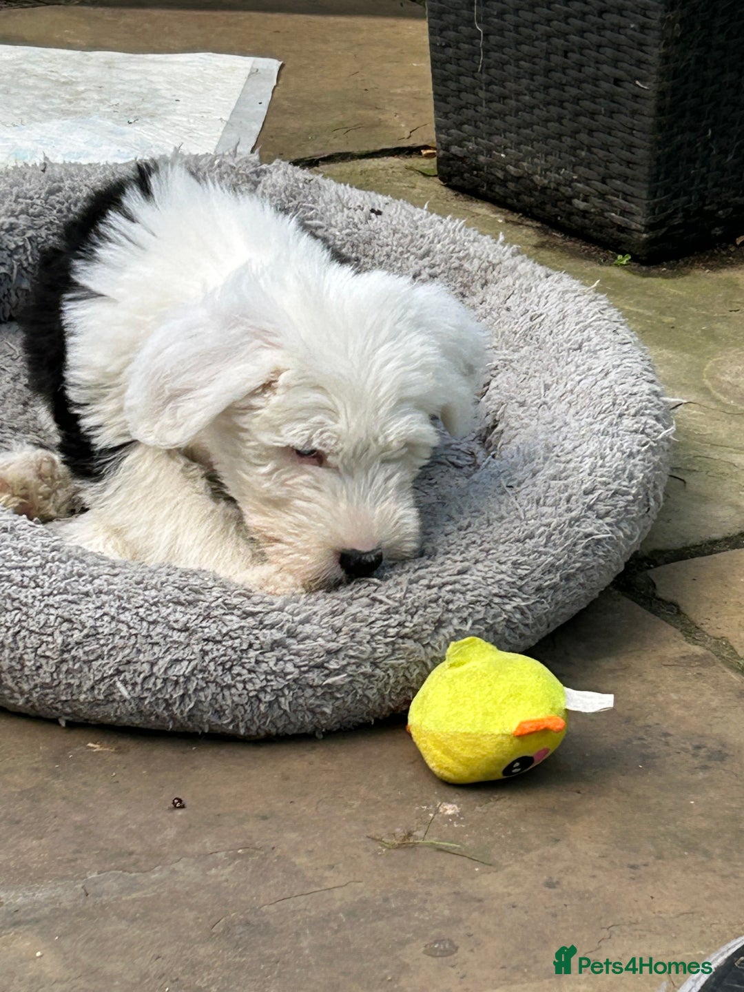 Old English Sheepdog dogs for sale: Kennel Club Reg Old English Sheepdog Puppies - Image 21
