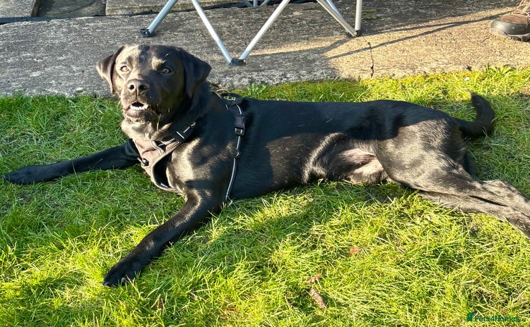 Labrador Retriever dogs - Advert 9
