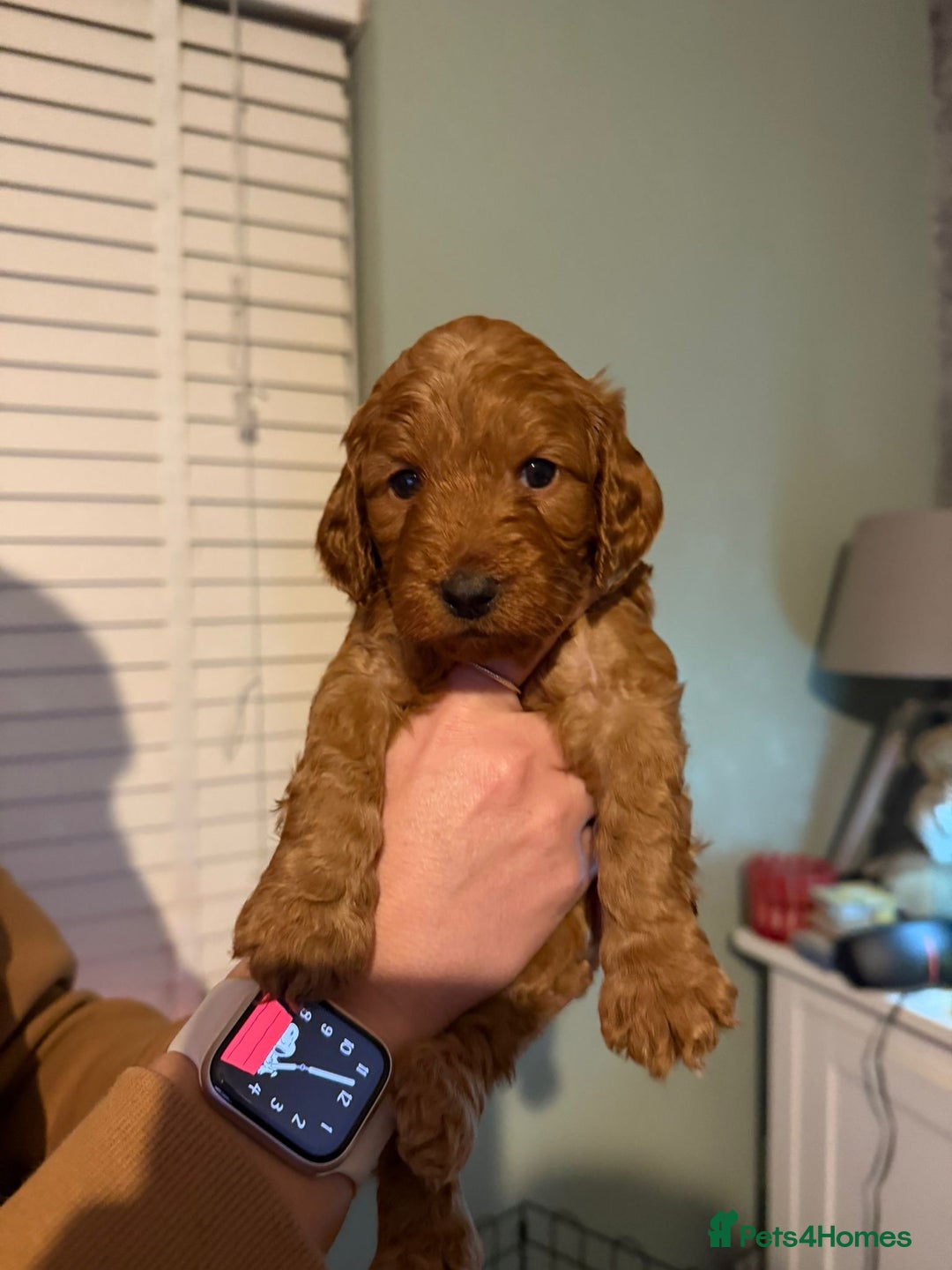Cockapoo dogs for sale: 6 gorgeous Cockapoo puppies for sale  - Advert 13