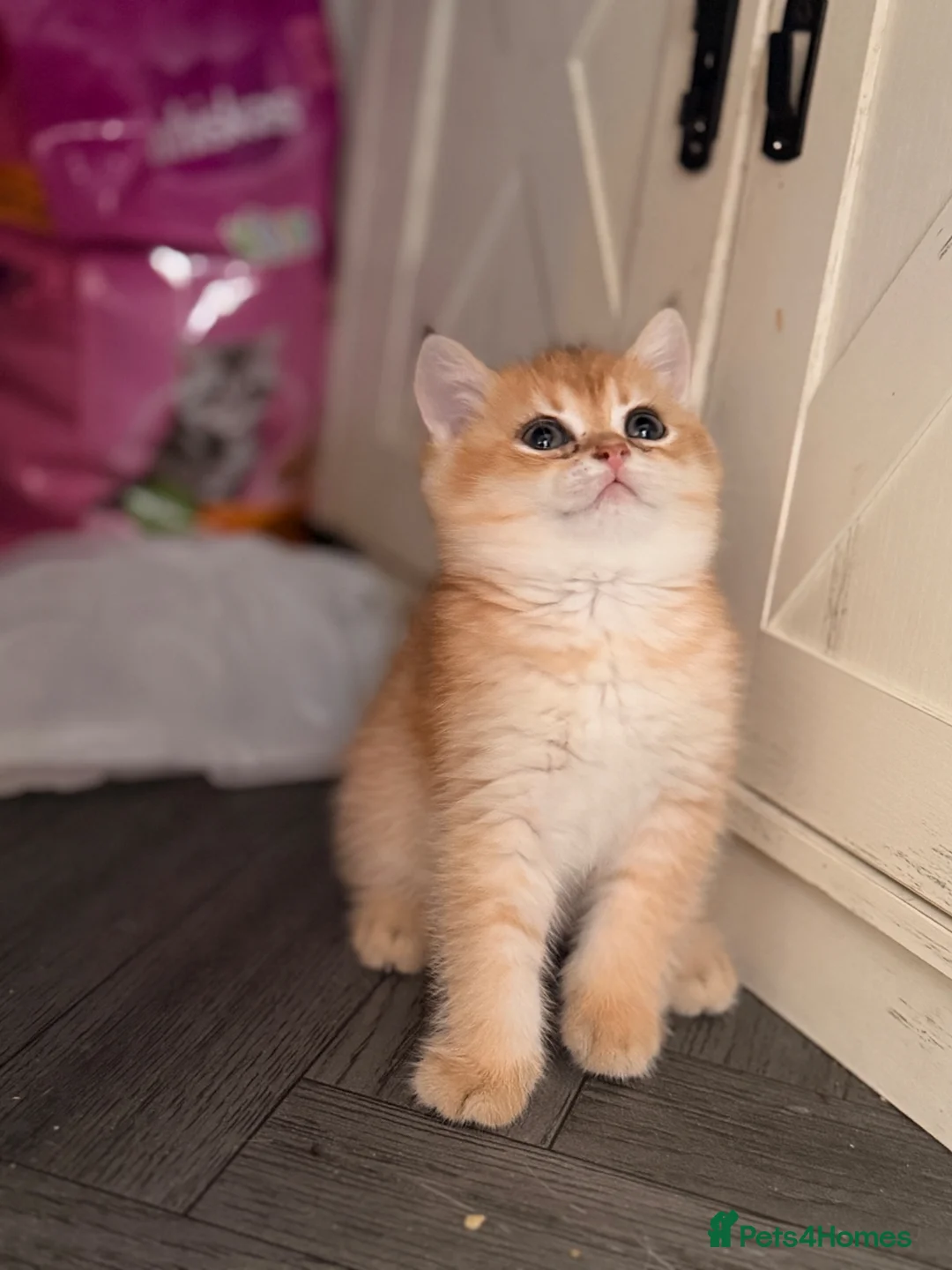 British Shorthair cats for sale: 3 gorgeous boys ready to go  - Advert 2