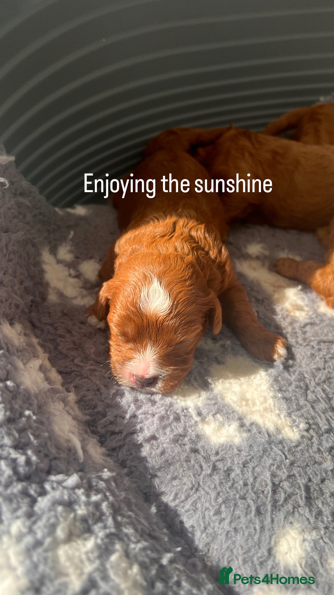 Cavapoo dogs for sale: ✨Cavapoo Puppies ✨ - Image 6