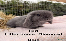 Mini Lop rabbits for sale: Pure mini lops, otters, grey, blue - Image 13