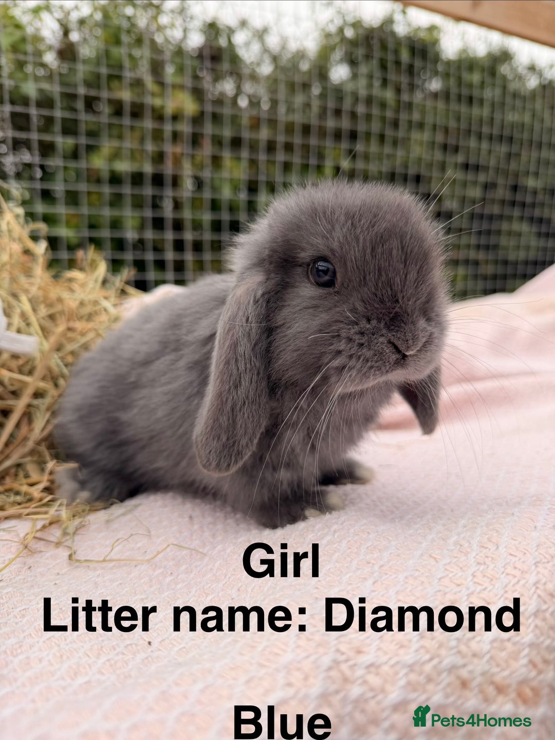 Mini Lop rabbits for sale: Pure mini lops, otters, grey, blue - Image 13