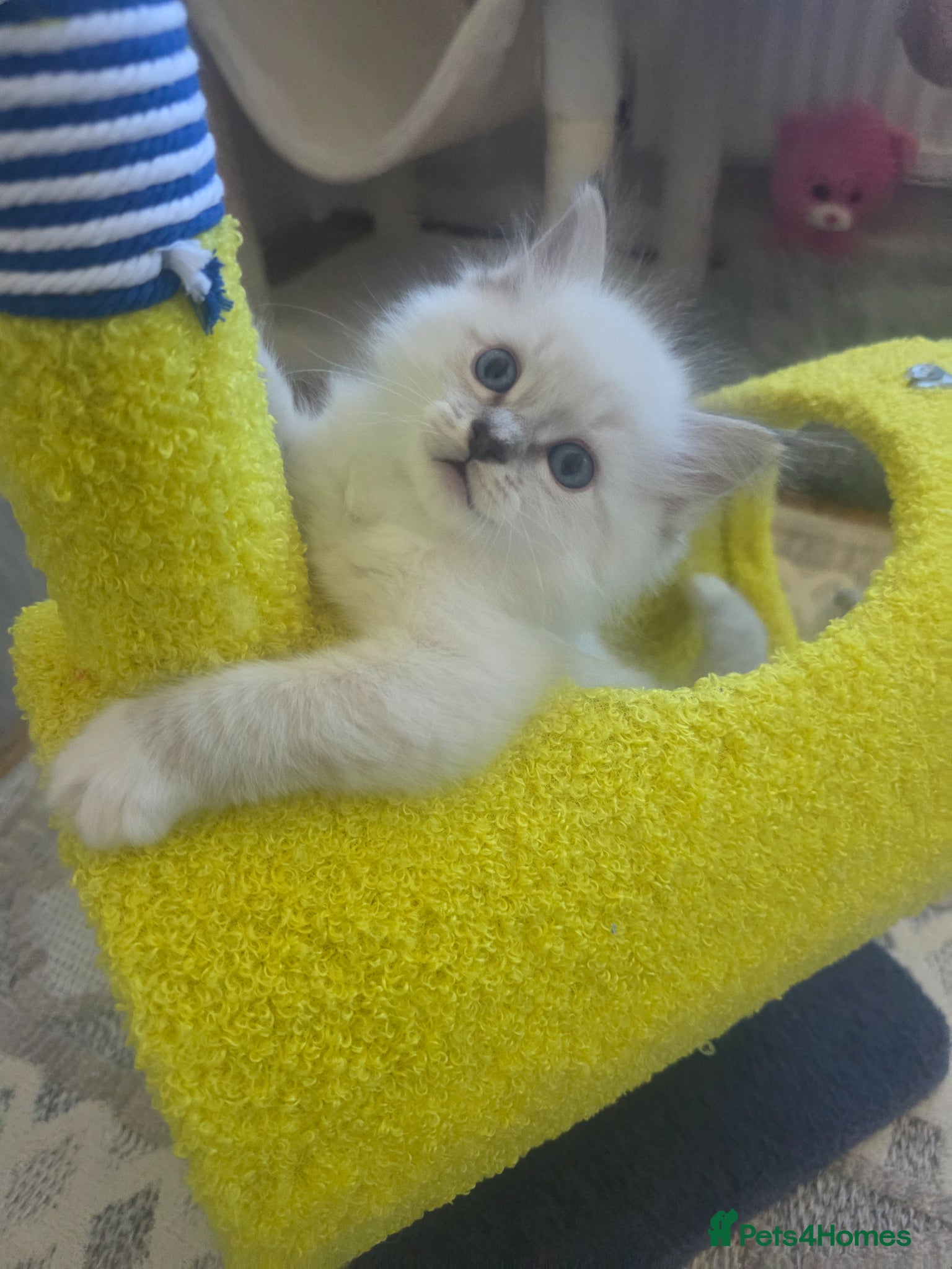 Ragdoll cats 😻Beautiful GCCF Registered Ragdoll Kittens😻 - Advert 2