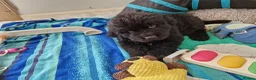 Newfoundland dogs for sale: KC Registered Black Newfoundland Puppies  - Advert 5