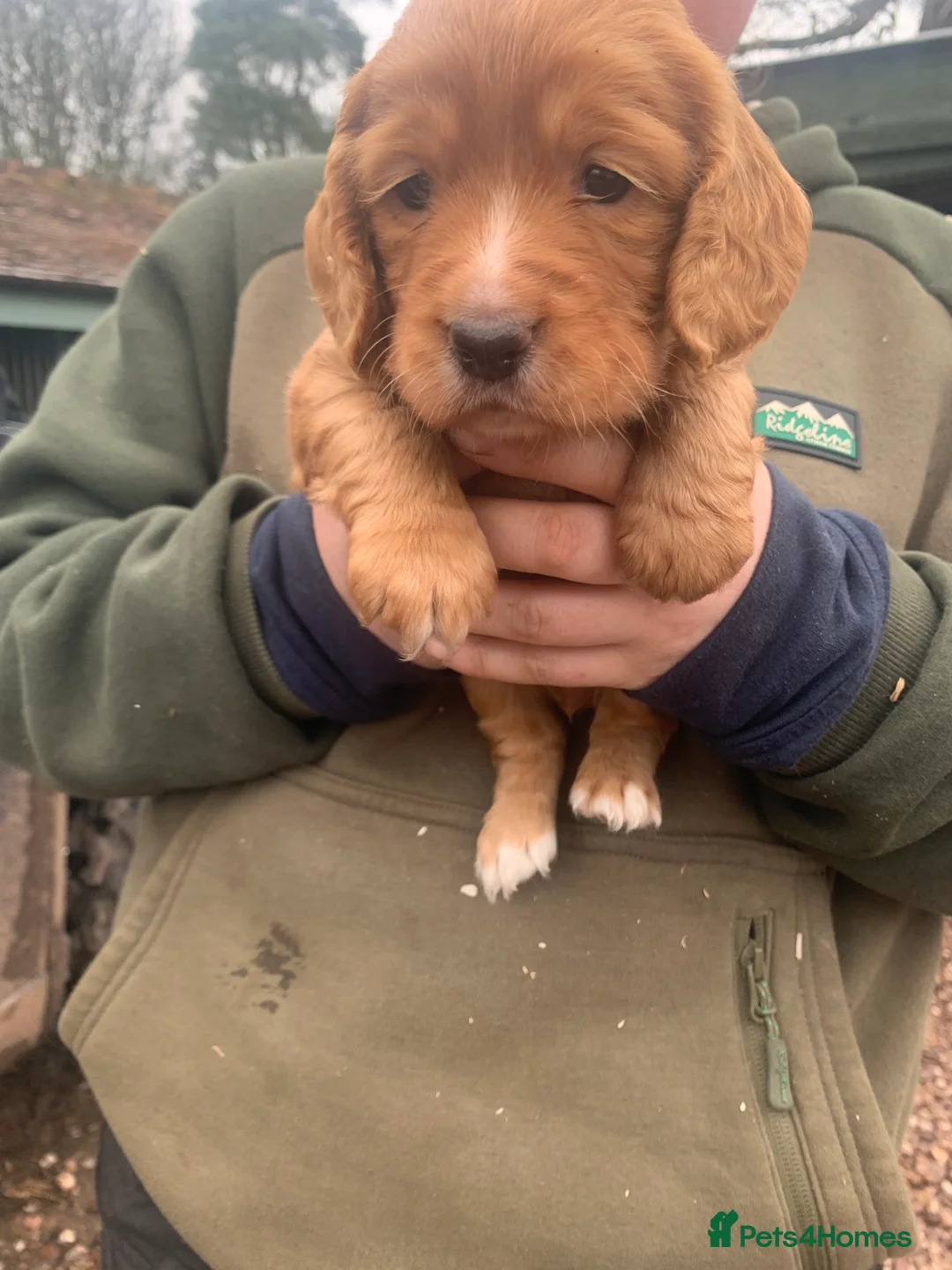 Cocker Spaniel dogs for sale: Two beautiful red working cocker spaniels - Advert 5