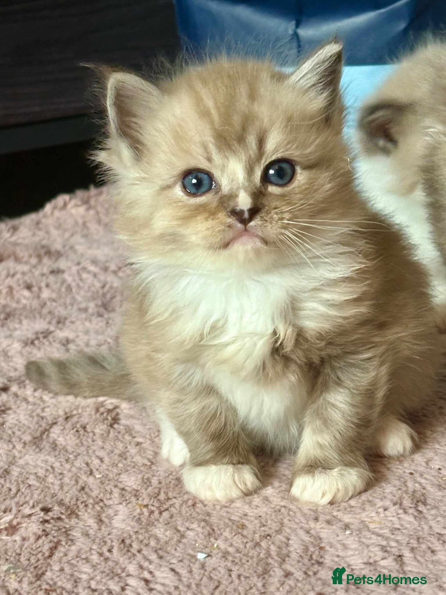 Ragdoll cats Cherubim ragdoll  - Advert 2