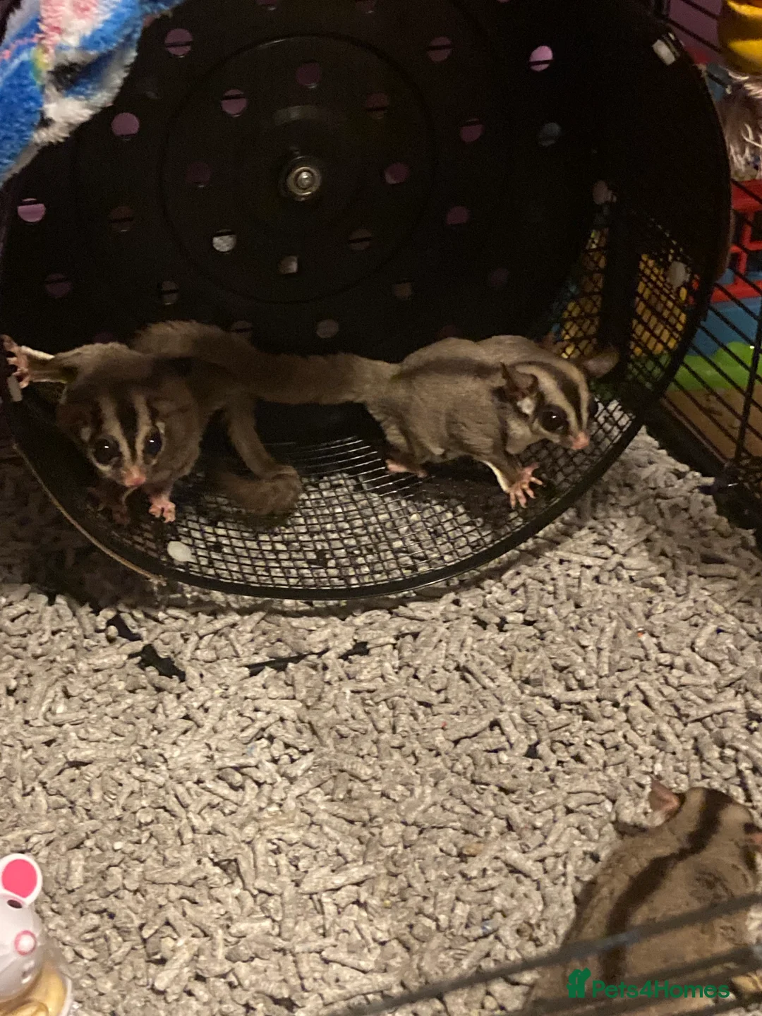 Sugar Glider rodents for sale: 3 female sugar gliders and set up - Advert 14