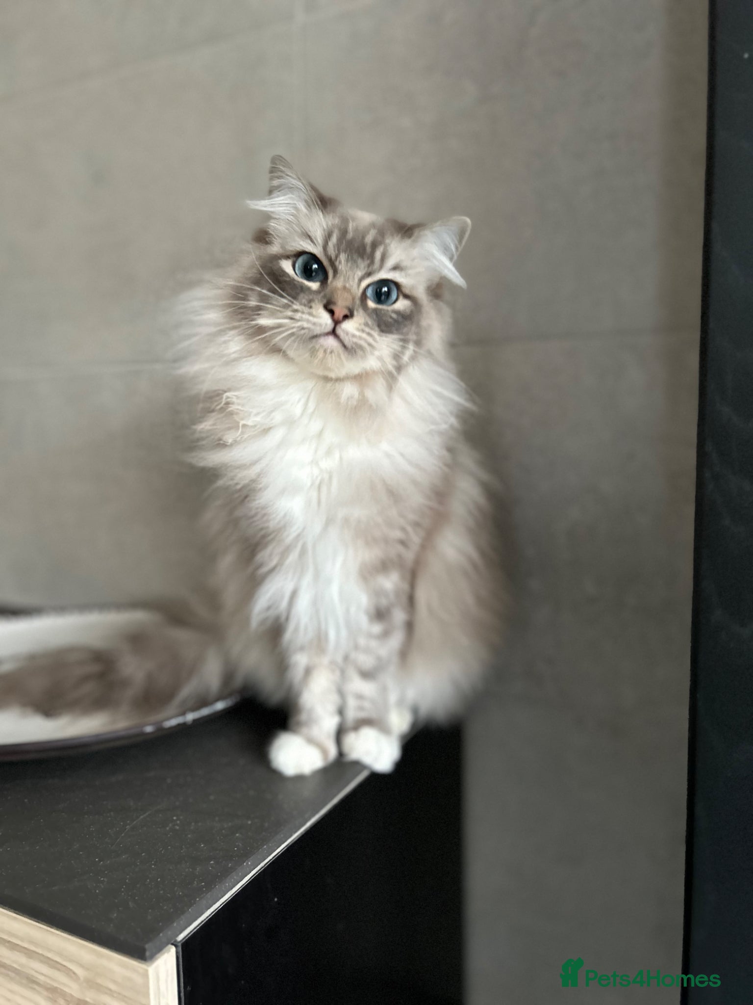 Ragdoll cats Adorable Ragdolls Babies 🌸🌸🌸 - Advert 2