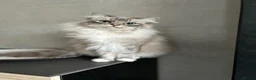 Ragdoll cats for sale: Adorable Ragdolls Babies 🌸🌸🌸 - Advert 2