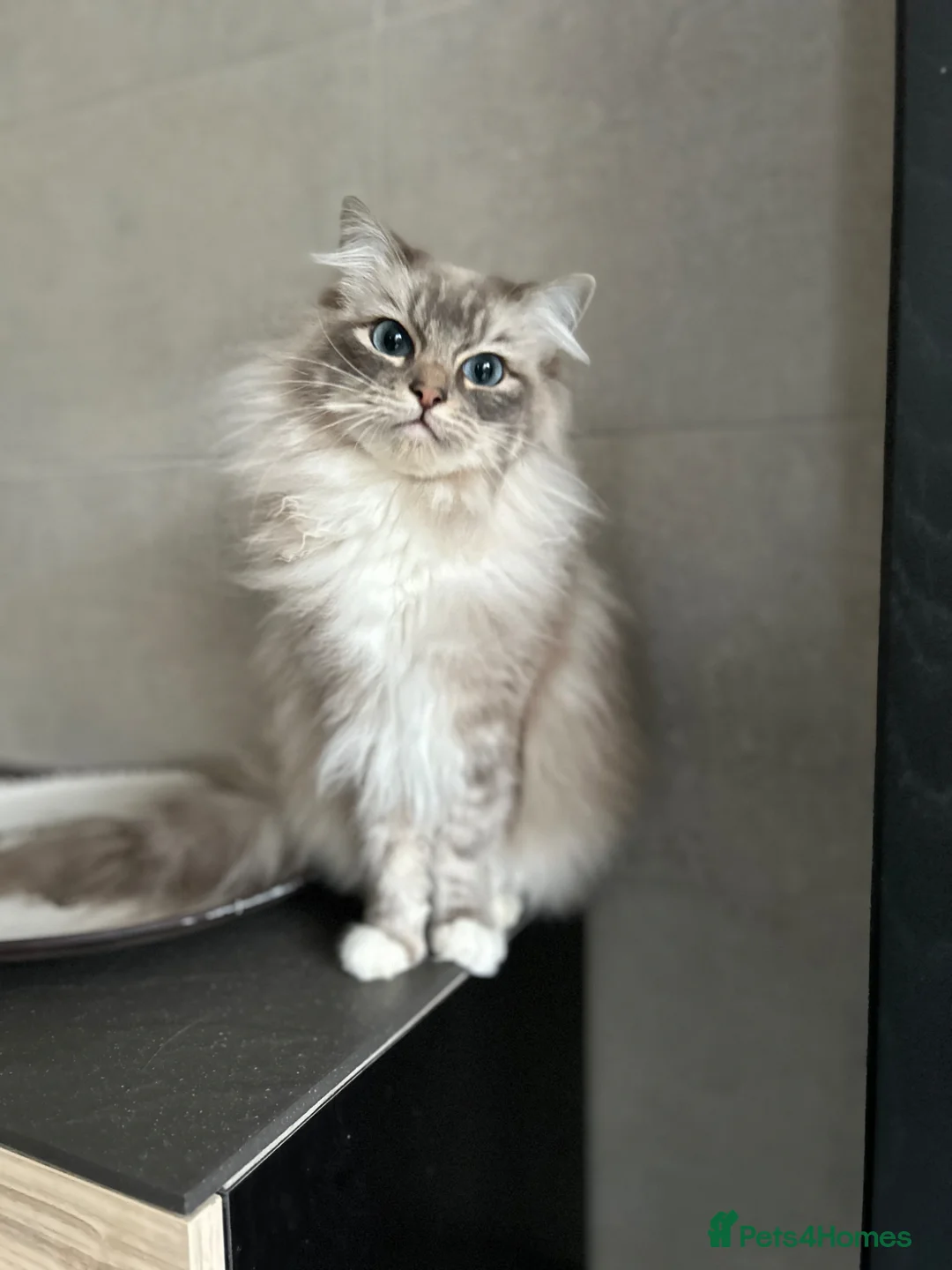 Ragdoll cats for sale: Adorable Ragdolls Babies 🌸🌸🌸 - Advert 2