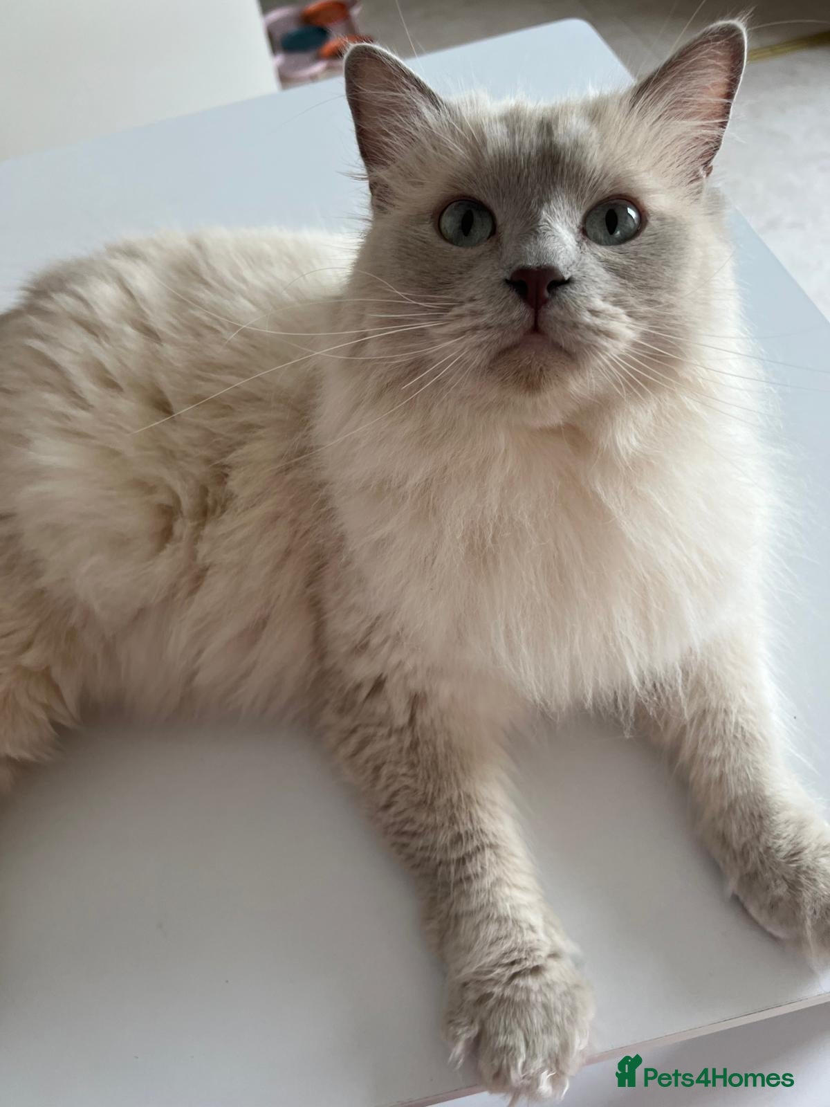 Ragdoll cats Mr gucci - Advert 1