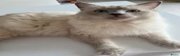 Ragdoll cats for sale: Mr gucci - Advert 1