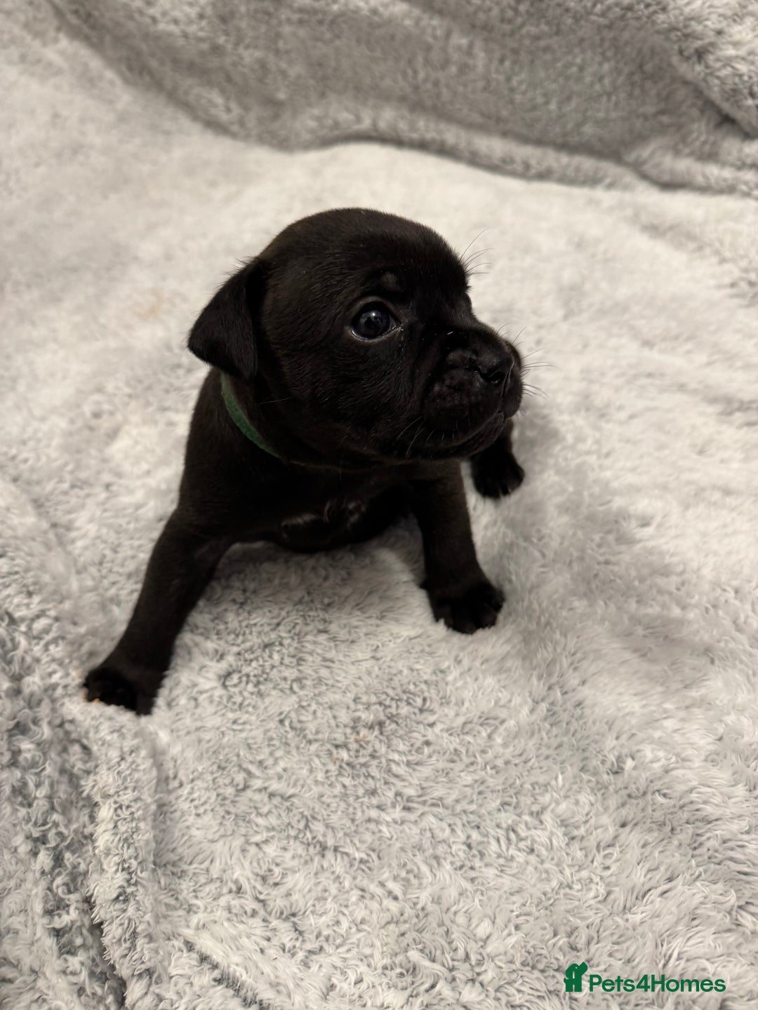 Staffordshire Bull Terrier dogs for sale: KC Staffordshire bull terrier puppies  - Advert 4