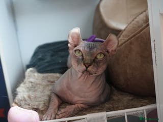 Sphynx cats Black tabby Sphynx Elf for STUD in Oldham - Advert 4