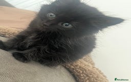 British Longhair cats for sale: Beautiful litter of kittens  - Image 1