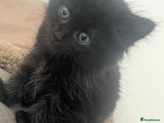 British Longhair cats - Advert 36