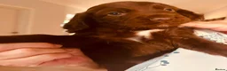 Cocker Spaniel dogs for sale: Beautiful working cocker spaniels  - Advert 3