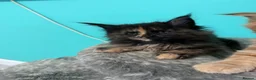 Maine Coon cats for sale: Beautiful Maine Coon Kittens – Ready to Reserve - Advert 11