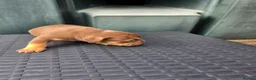 Mixed Breed dogs for sale: Mixed breed  - Advert 5