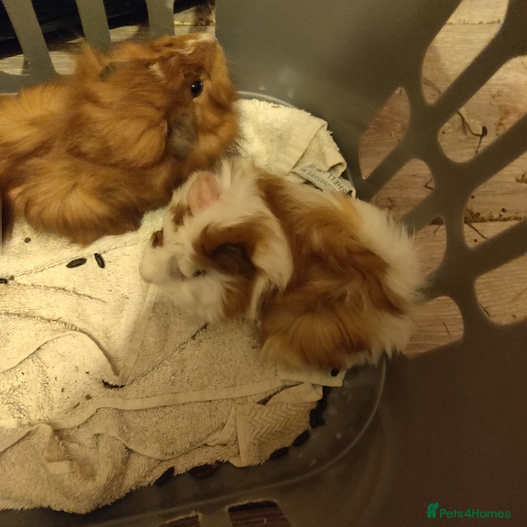 Guinea Pig rodents for sale: Baby Guinea pigs - Advert 5