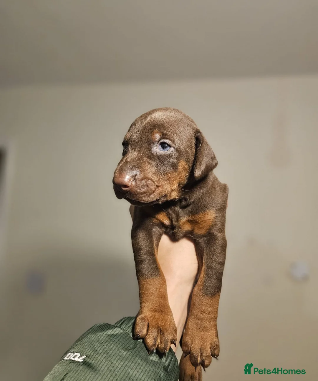 Dobermann dogs for sale: Beautiful Litter of healthy Pups  - Advert 2