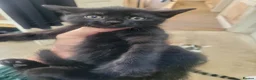 Mixed Breed cats for sale: 4 cute, playful kittens for sale - Advert 6