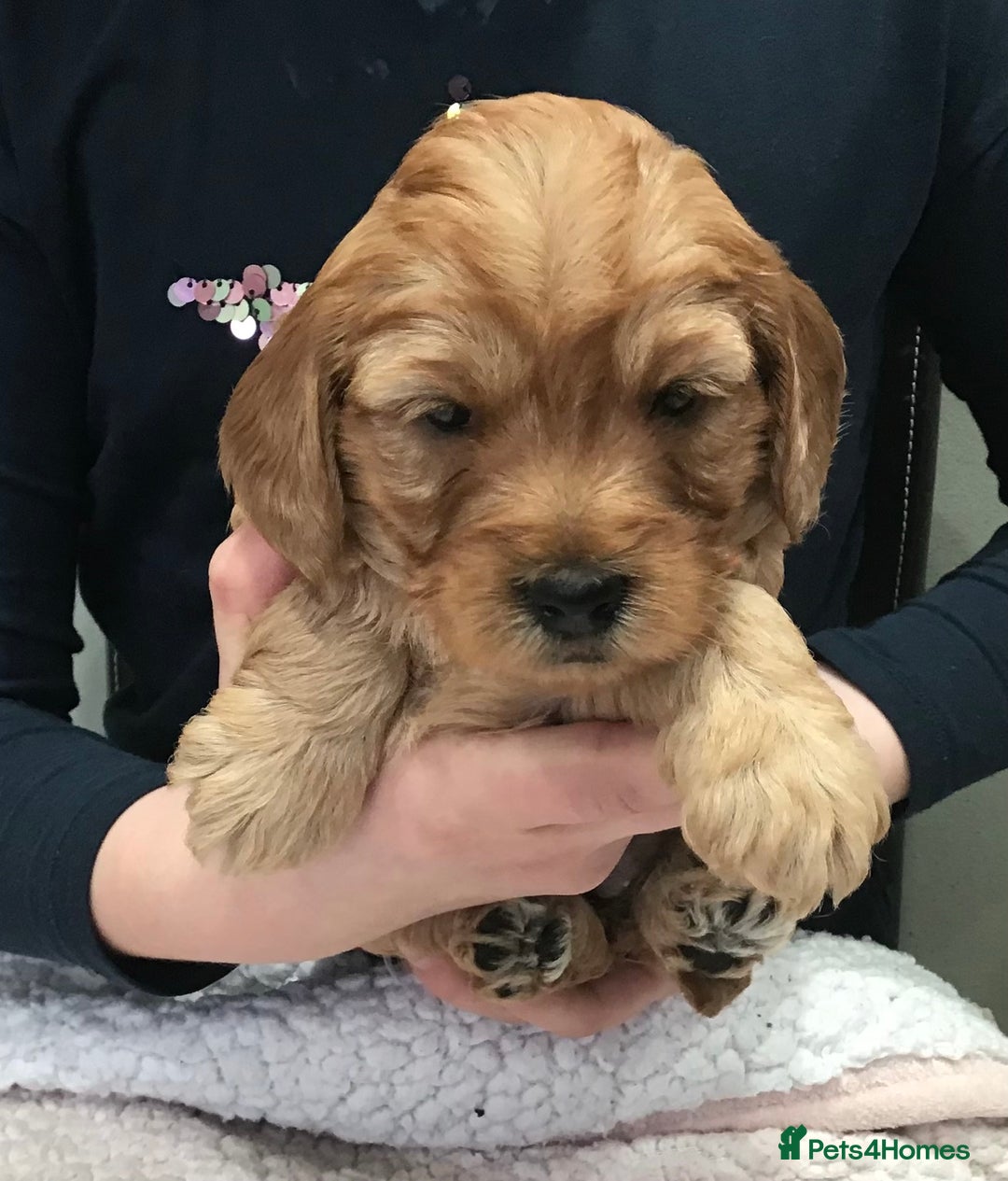 Labradoodle dogs for sale: 5* MINI F1B LABRADOODLE PUPPIES. - Advert 18
