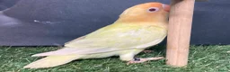 Lovebirds birds for sale: Lovebirds pale fallows - Advert 16