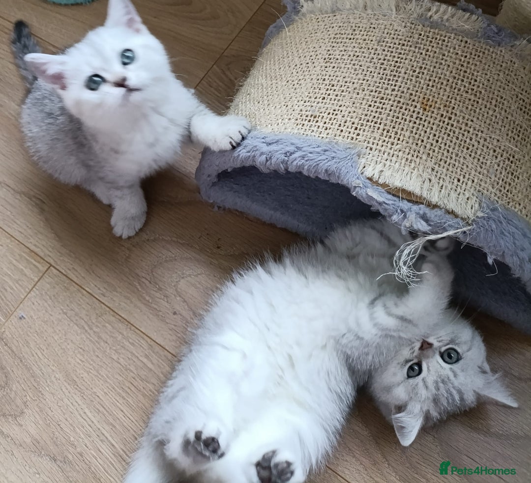 British Shorthair cats for sale: Beautiful  British Shorthair kittens  - Advert 10