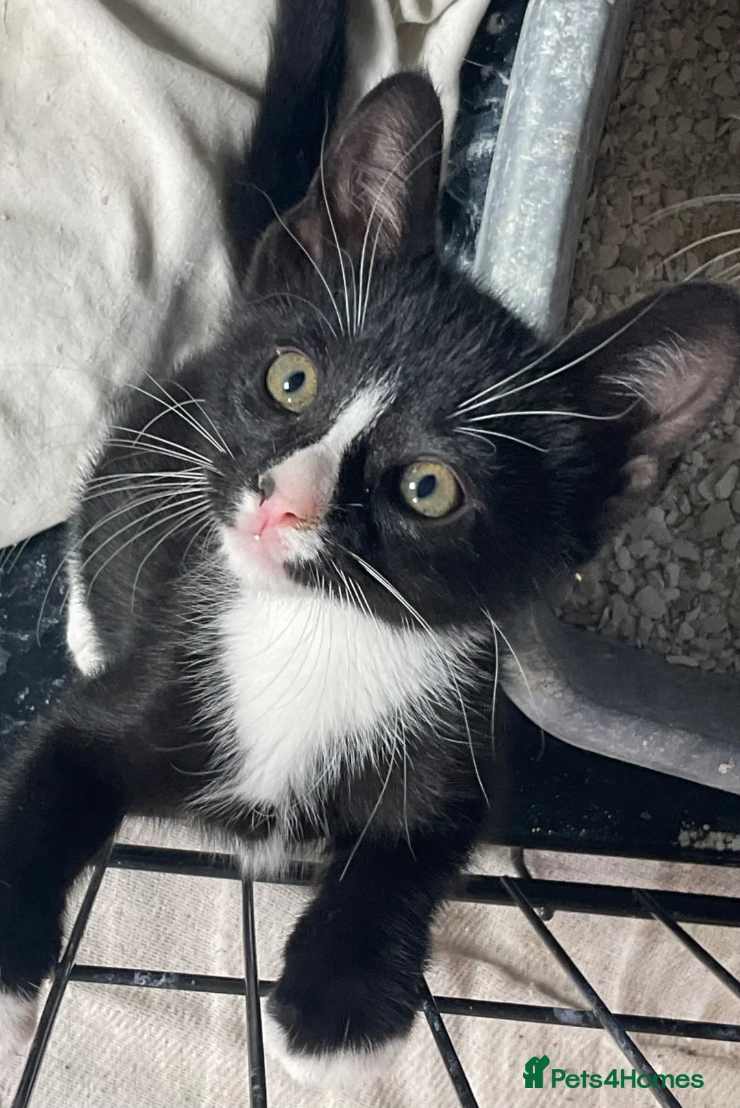 Mixed Breed cats for sale: Sweet kittens for sale KT4 - Advert 10