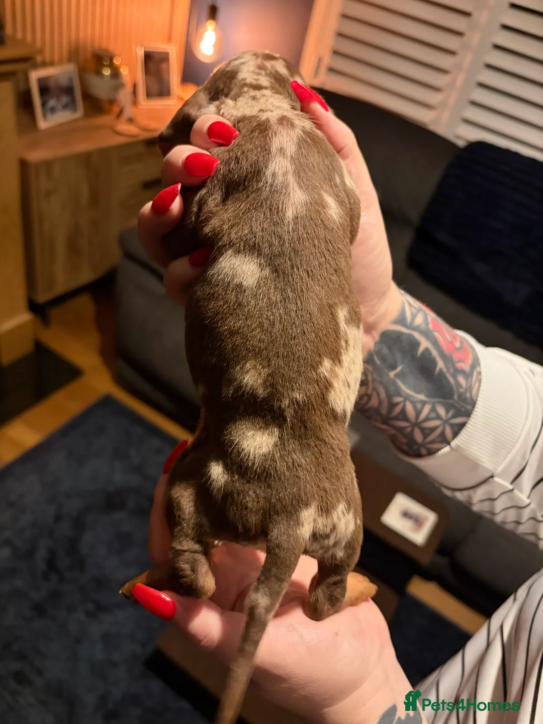 Miniature Dachshund dogs for sale: Miniature long haired Dachshund  - Advert 13