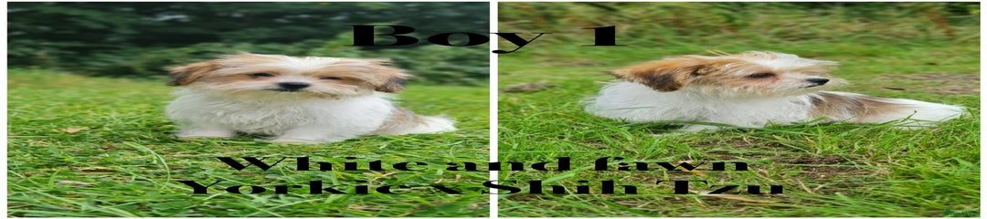 Boy 1