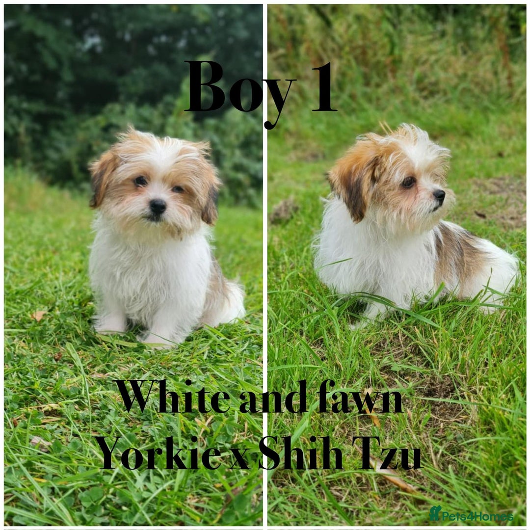 Shorkie dogs for sale: Shorkie pups ready now - Image 4