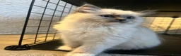 Ragdoll cats for sale: Blue Tortie Point Mitted Ragdoll Kittens - Advert 10