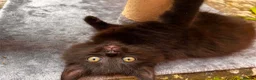 Mixed Breed cats for sale: Adorable Kittens  - Advert 7